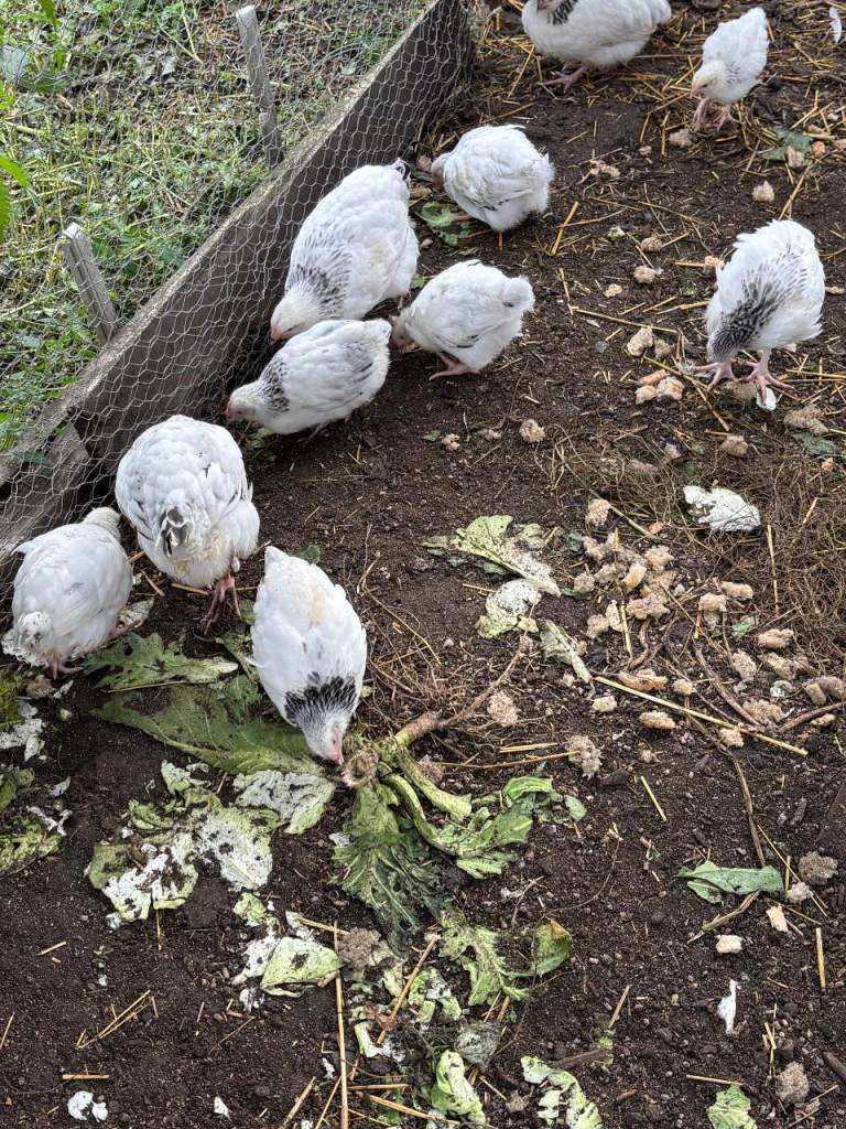 Light Sussex Chickens 10 weeks old on Pellets £12 each very nice birds