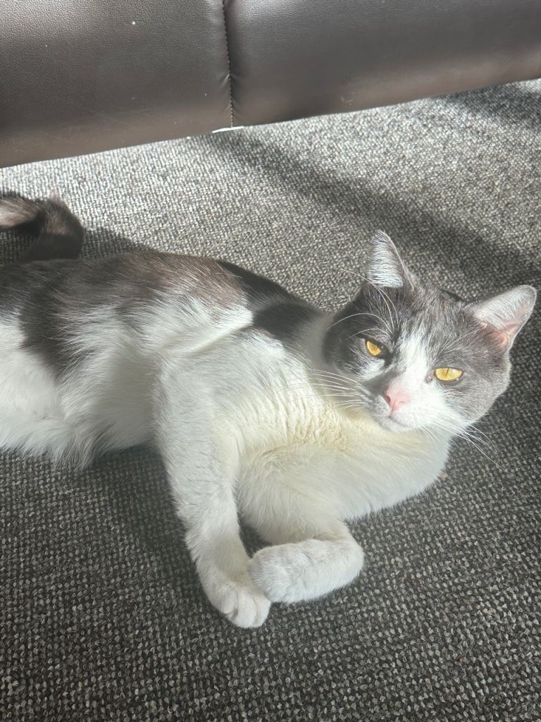 Adorable Tri-coloured cat for rehoming 🐾