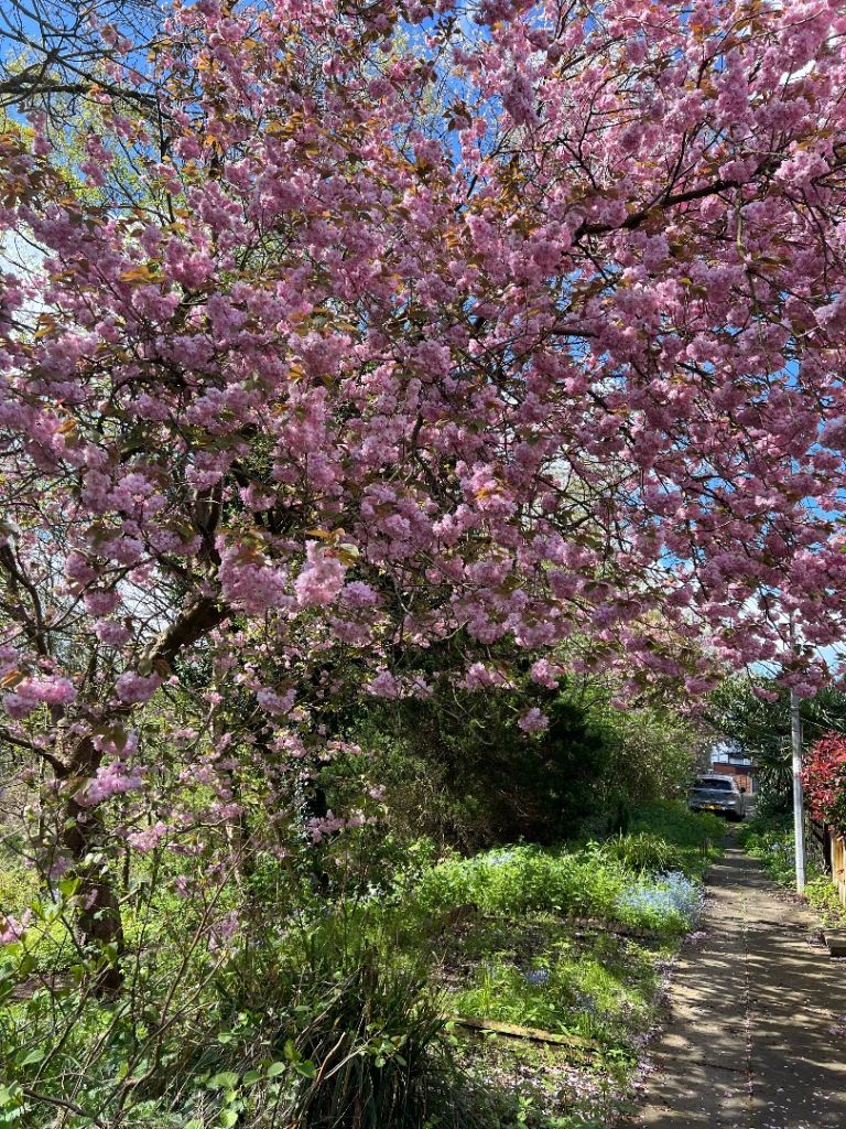 Beautiful house to Rent 2 bed and garden both sides with driveway 