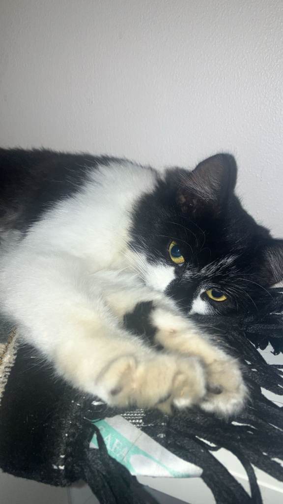 Rescue Cats for Rehoming 