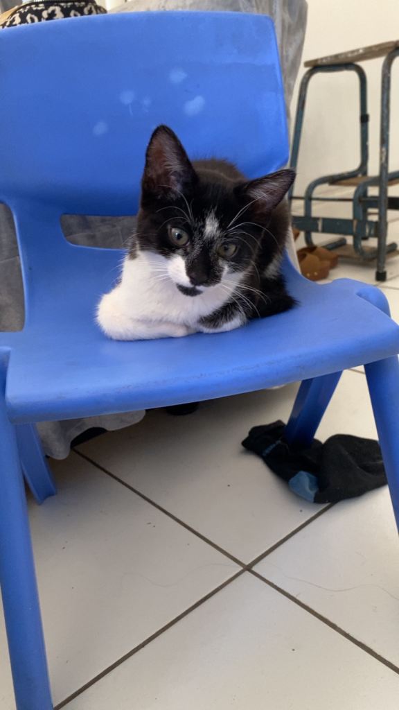 Male tuxedo kitten