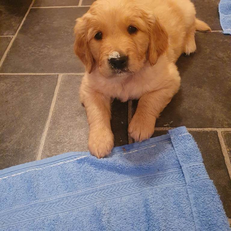 Golden retriever puppies for sale