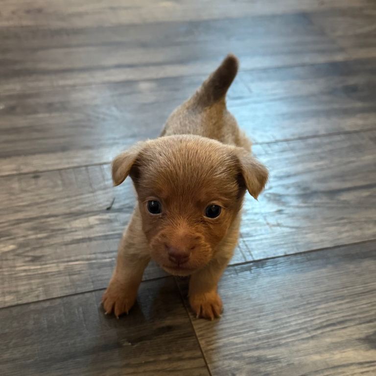 Stunning miniature Jack Russell puppies 