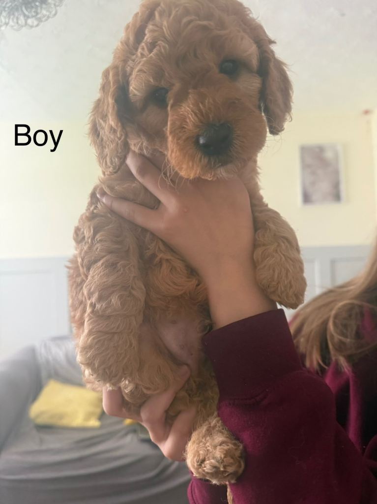 F1B cockapoo 💙💙❤️ left 