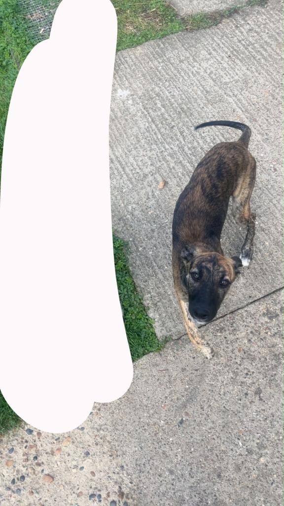 Gipsy looking for her forever home 