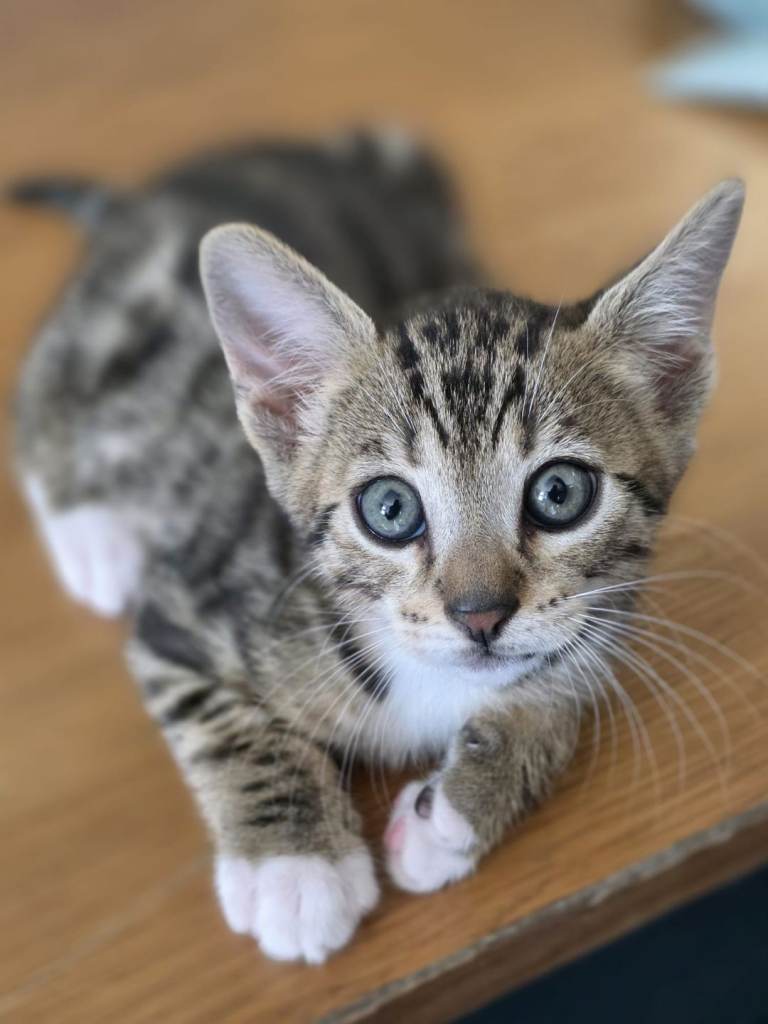 7 Bengal cross kittens