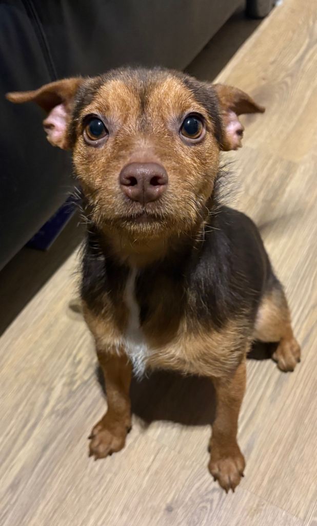 Nola beautiful girl jack russell terrier mix