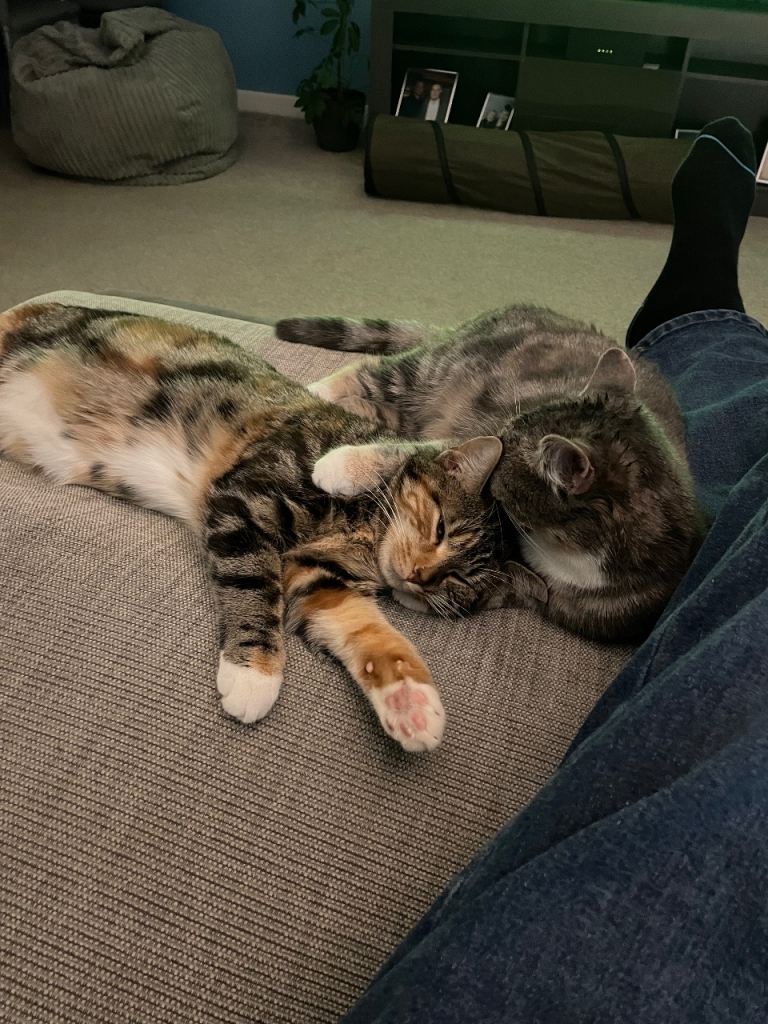 2 x 9 month old sister female cats