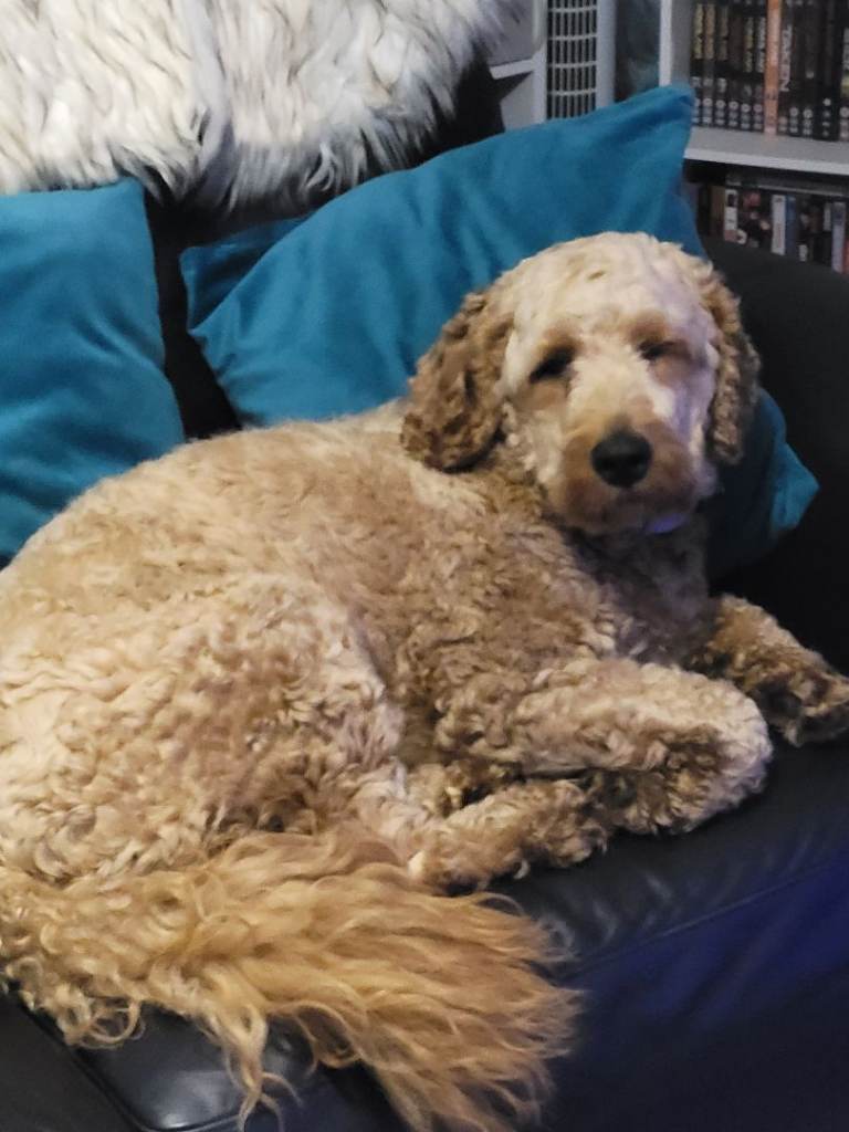 Cockapoo for sale
