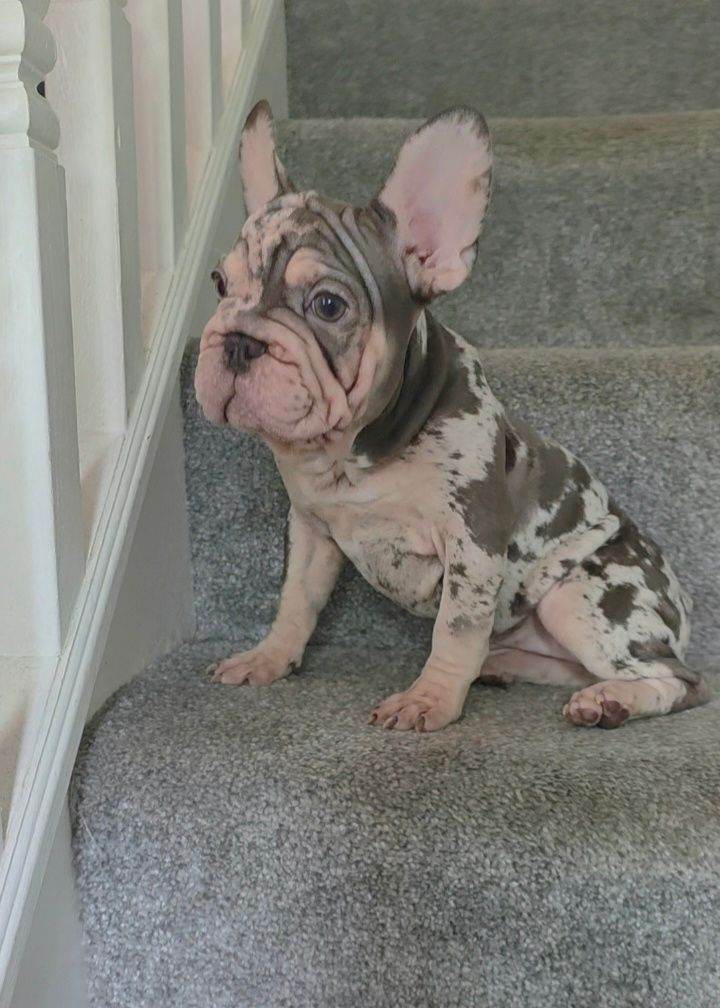 💯 Only 4 Velvet Coat French Bulldog Pups left 💯