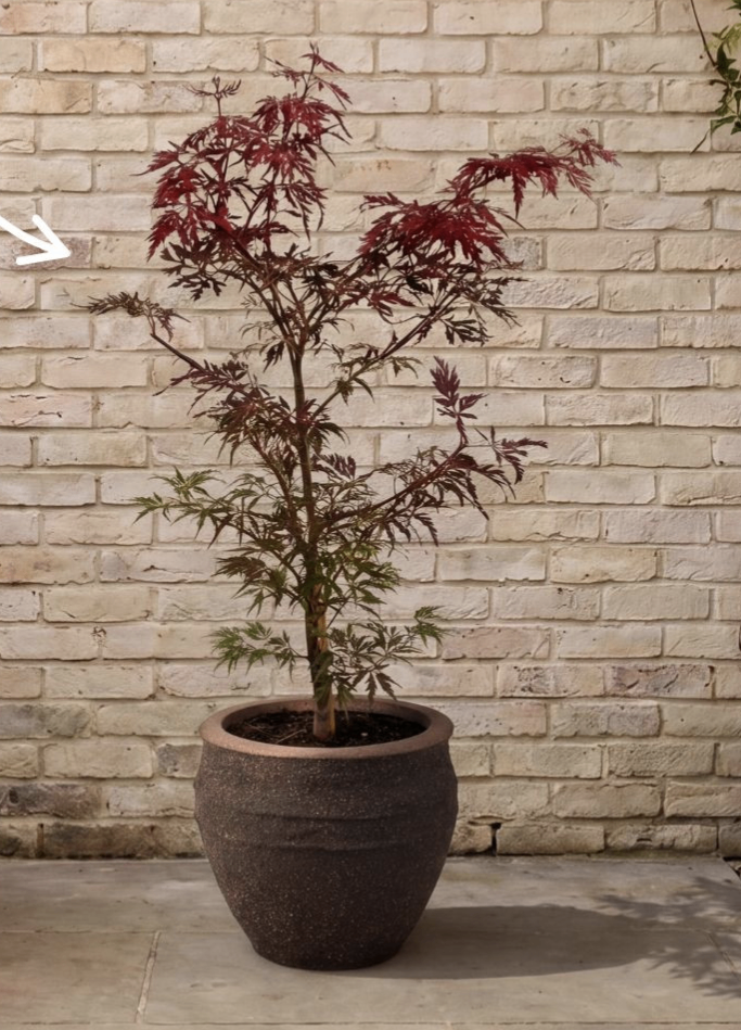 Potted 4ft Beautiful Acer 🌿