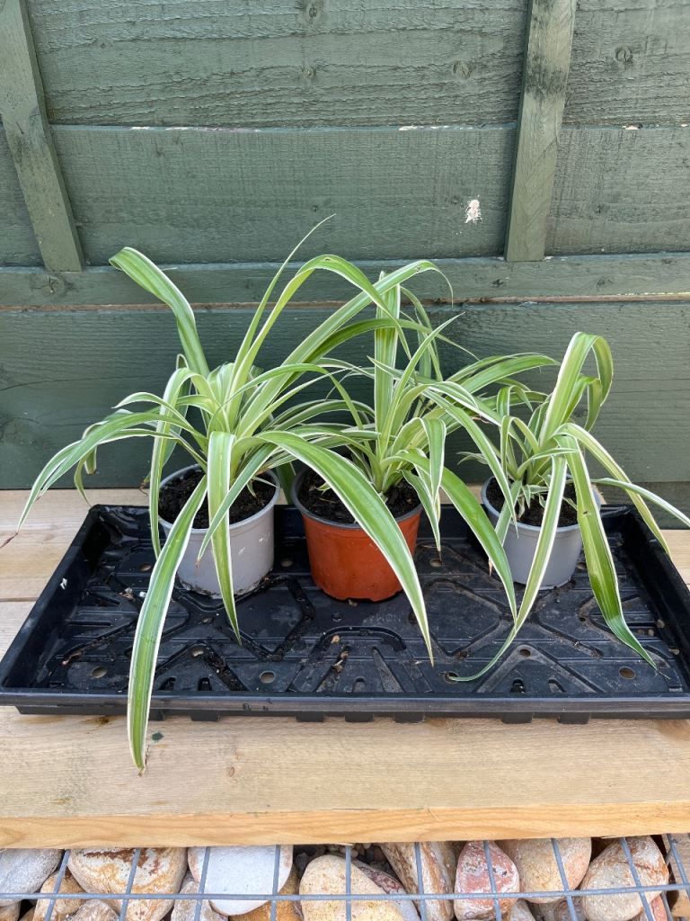 Spider plants 