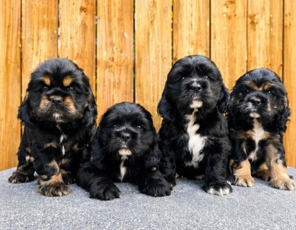 Beautiful American Cocker Spaniel Puppies – Ready Soon
