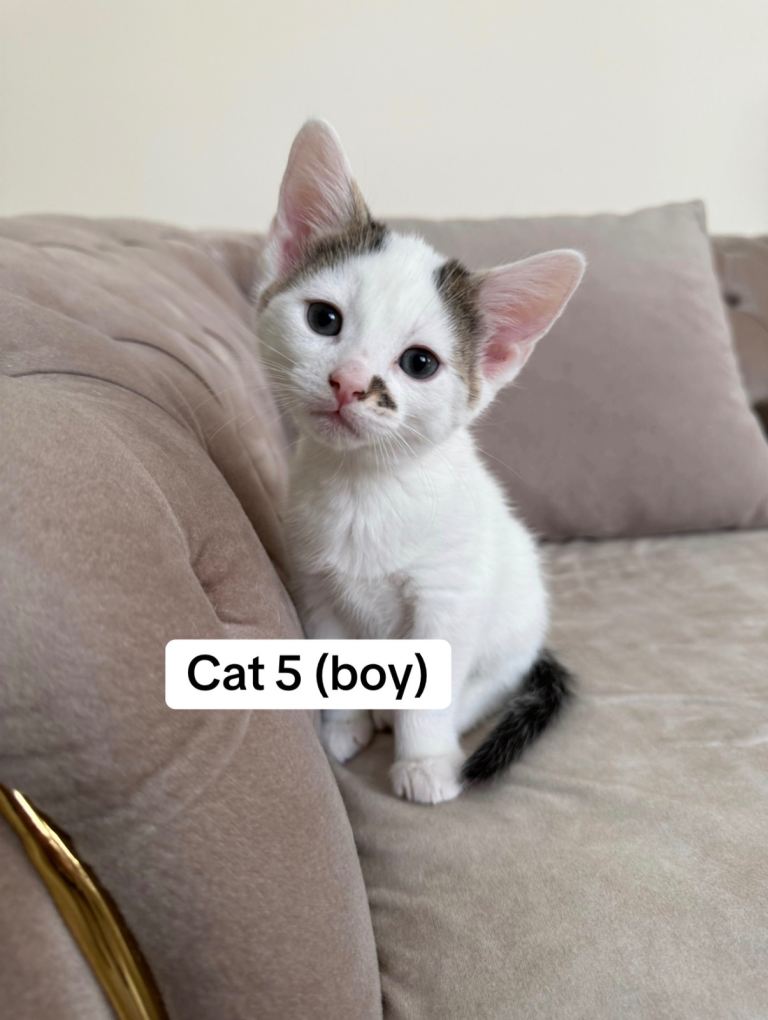 5 loving cute kittens!