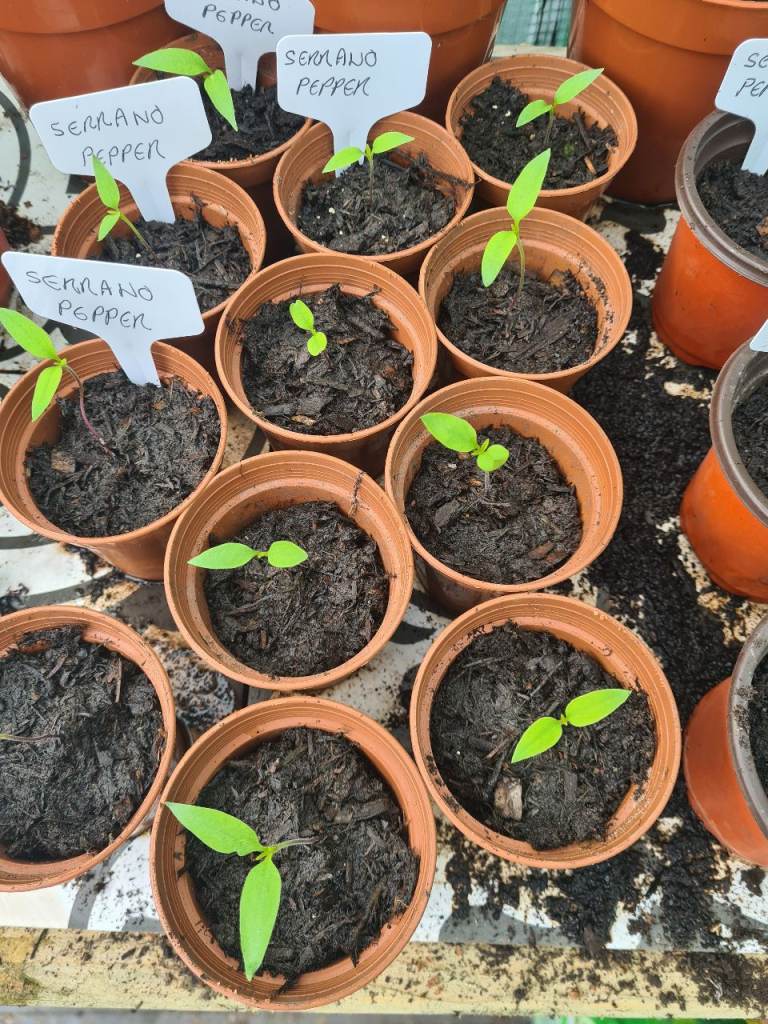 Free Serrano pepper plants