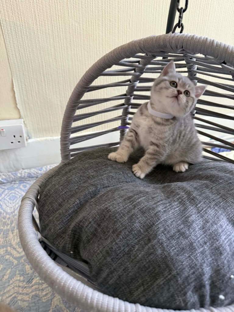 BSH kittens for sale