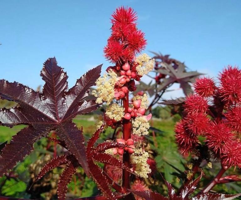 Ricinus communis castor beans seeds x 100