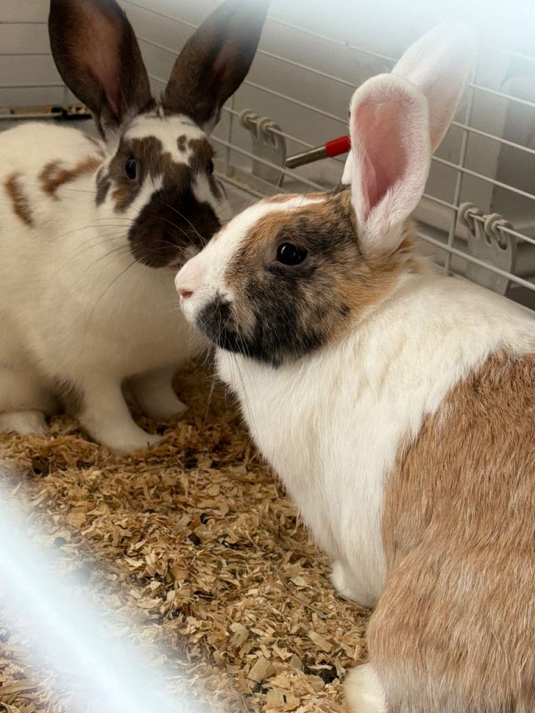 2 female rabbits 