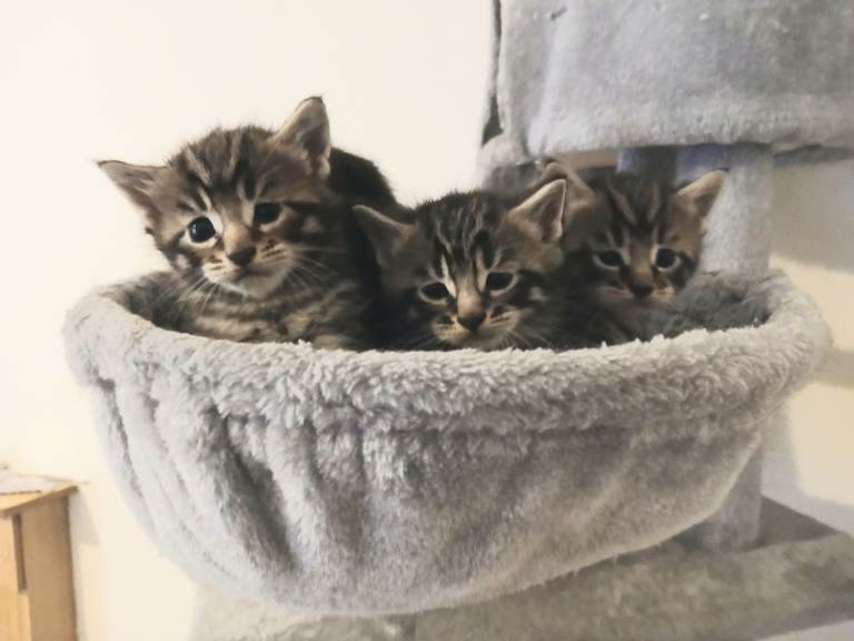 Maine Coon cross X kittens for sale