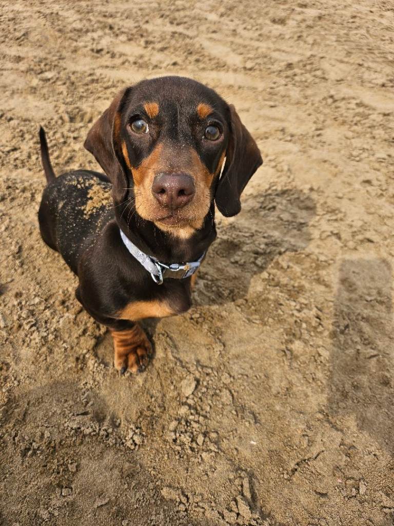 6 month old chocolate dachshund 