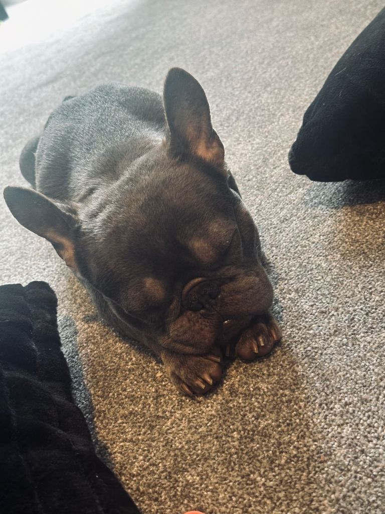 Blue fenchie 
