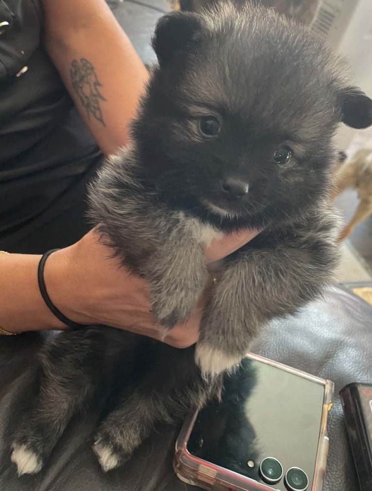 Pomeranian puppy's for sale