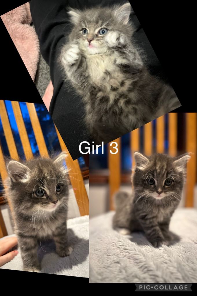8 week old kittens ready now 