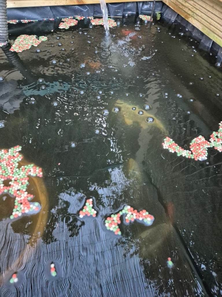 Koi carp 