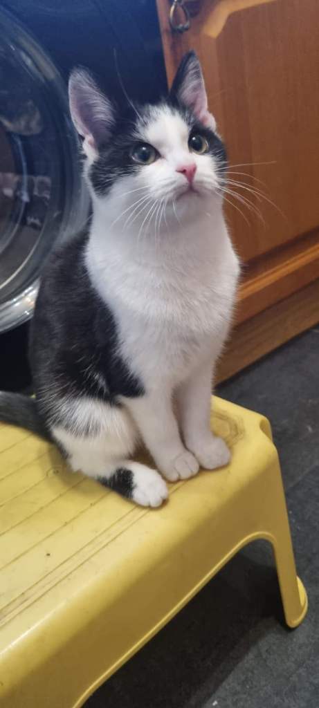 3 month kitten ready to be homed 