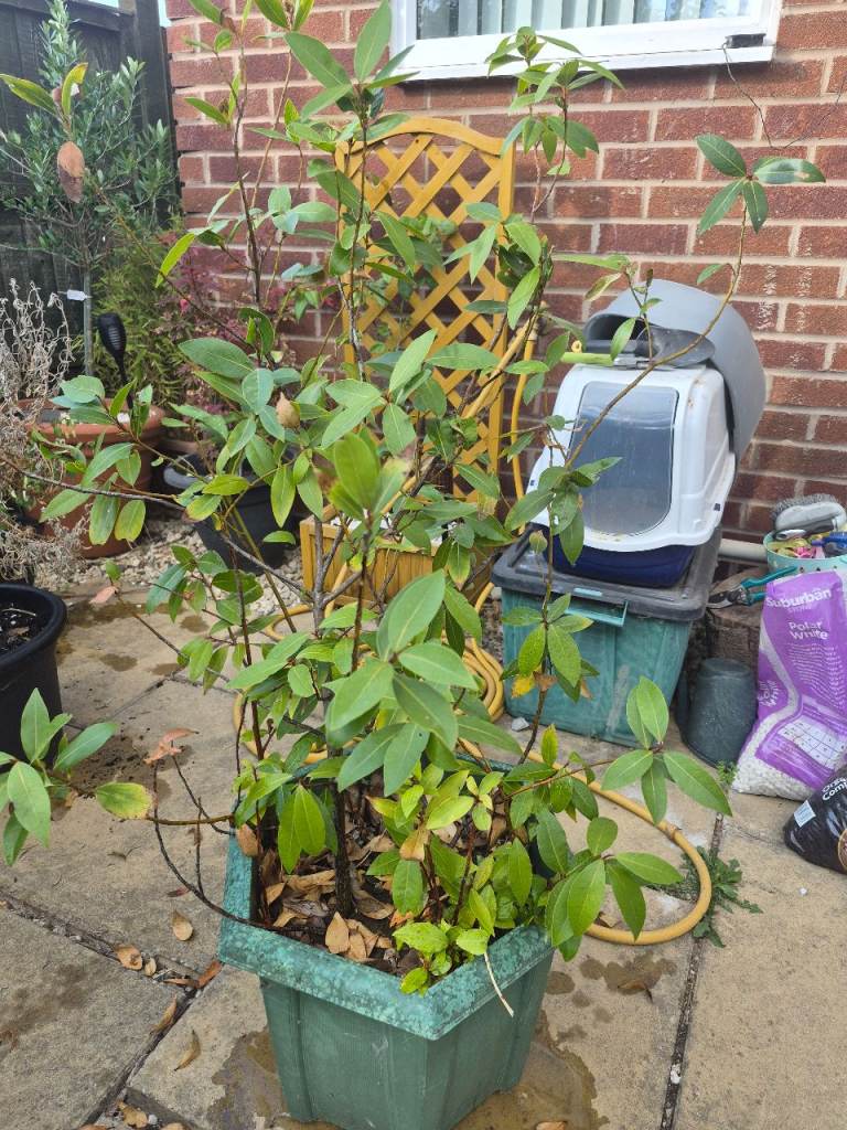 4ft Bay Tree in Pot - Established Plant, Good Condition