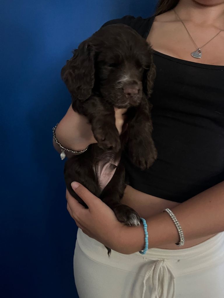 KC Cocker Spaniels - 2 boys remaining 