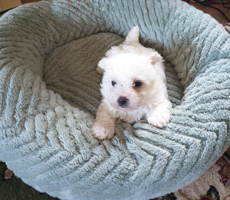 Bichon frisè puppies