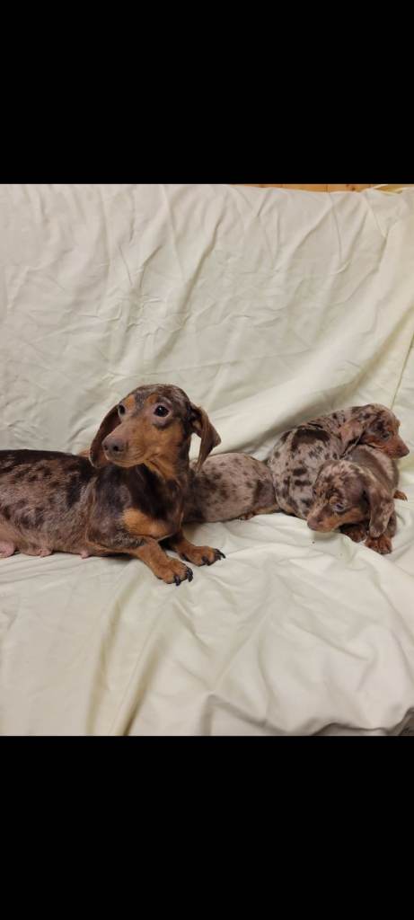 Miniature Dachshund
