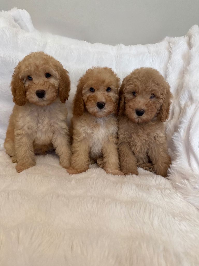 F2b Cockapoos READY NOW !! Merle Carriers