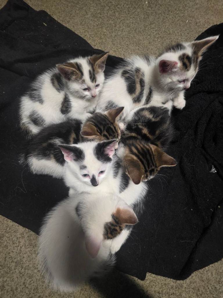 Kittens 80£