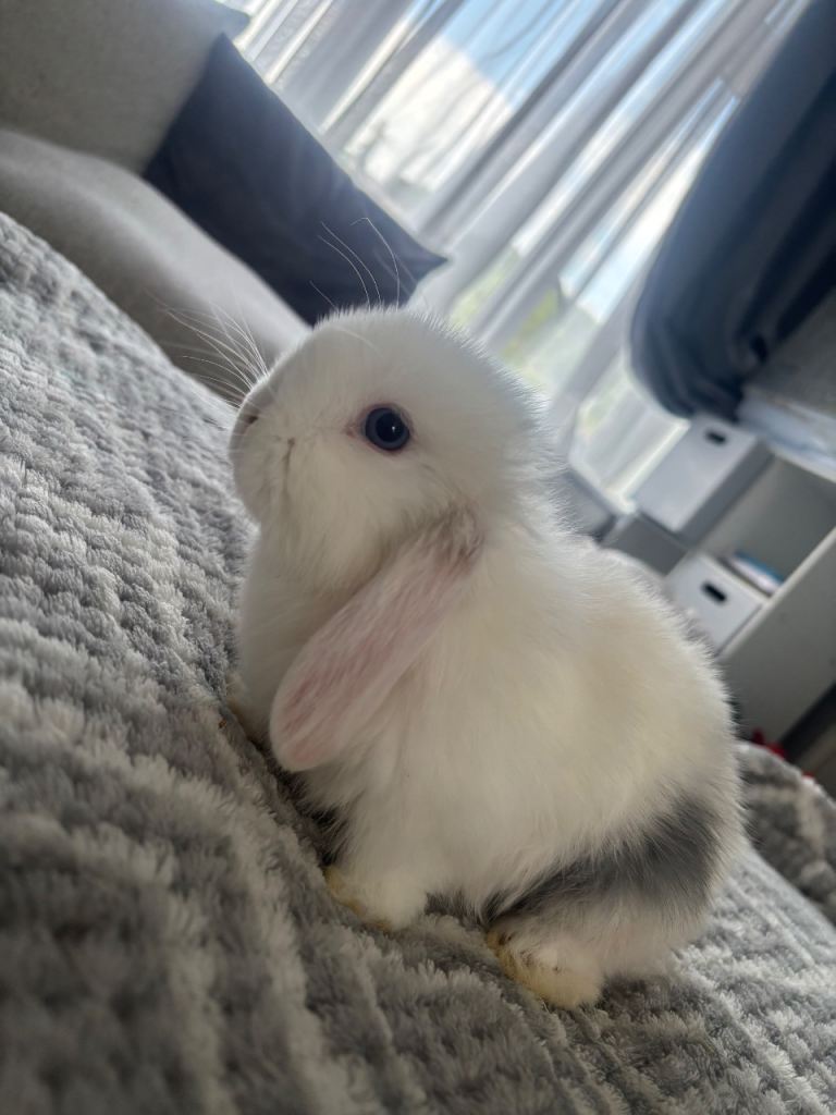 Baby rabbit