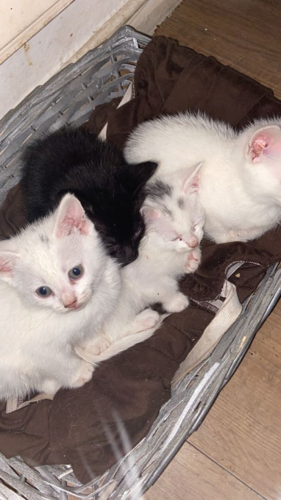 4 white kittens