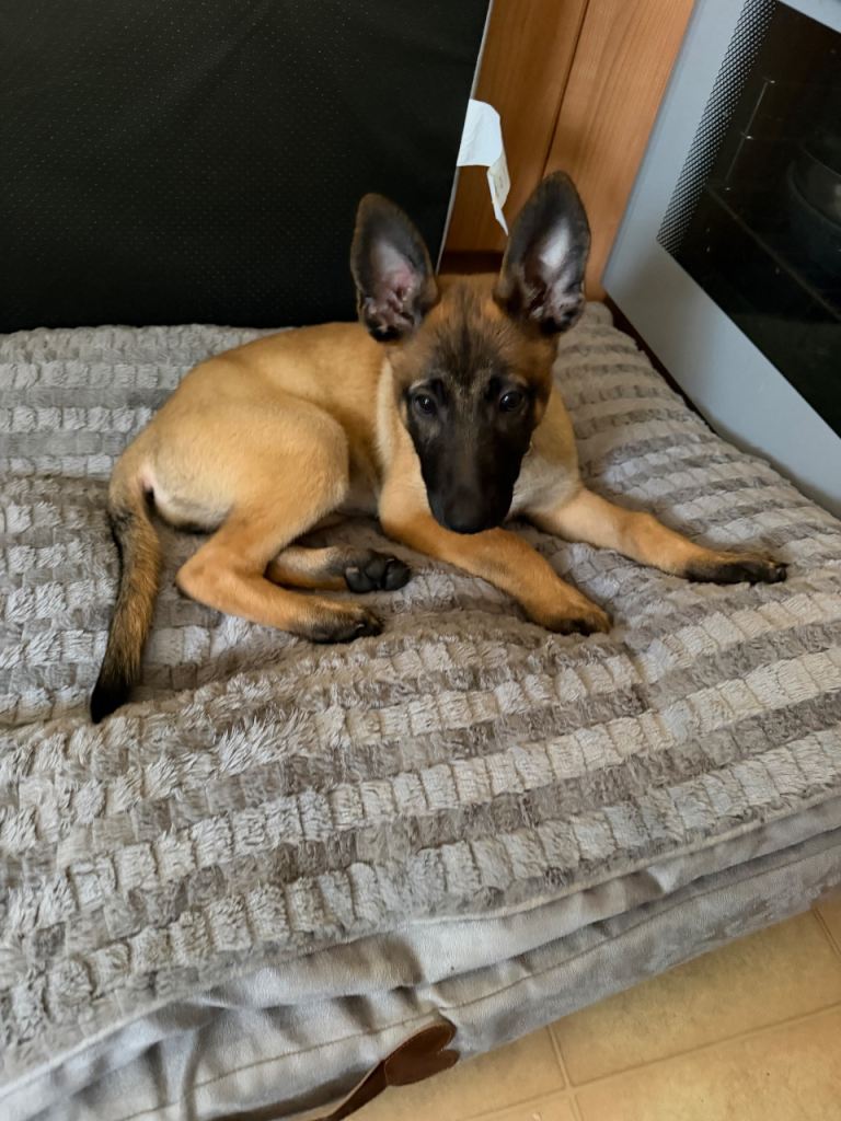 Belgian Malinois