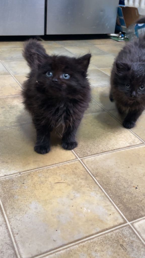 Adorable domestic long hair kittens £125 each black and tortoishell 4 kittens available
