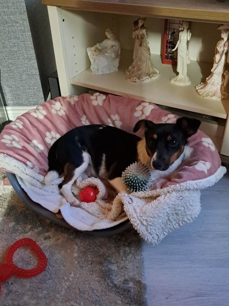 Jack Russell For Sale