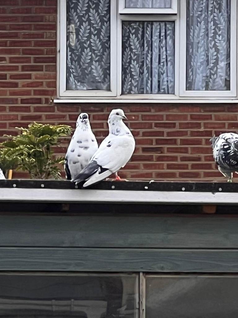 Highflyer pigeons 
