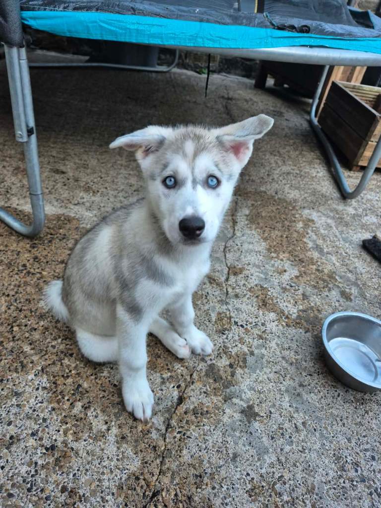 Siberian husky puppy 
