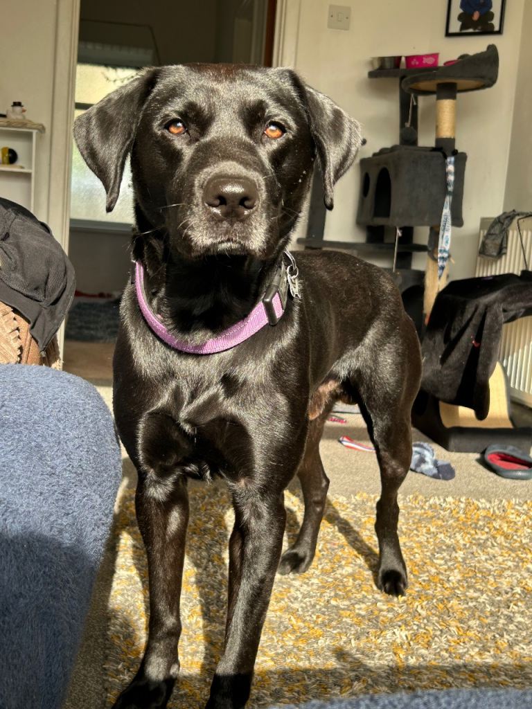 Male Labrador for sale 
