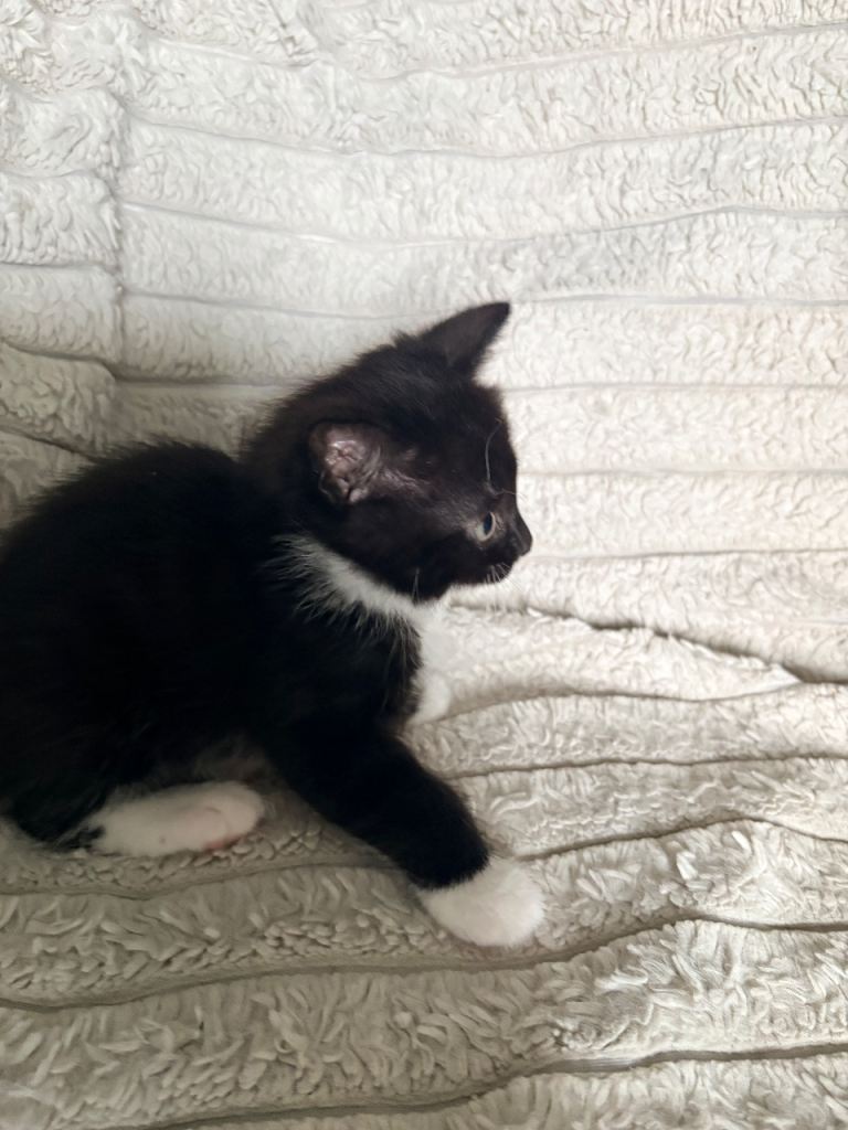 Long haired Tuxedo Kittens Seek New Homes
