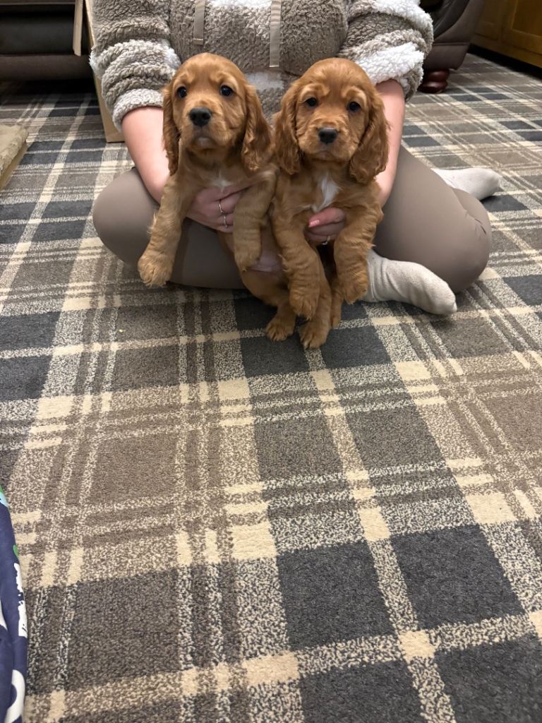 Stunning cocker spaniel puppies 🐶