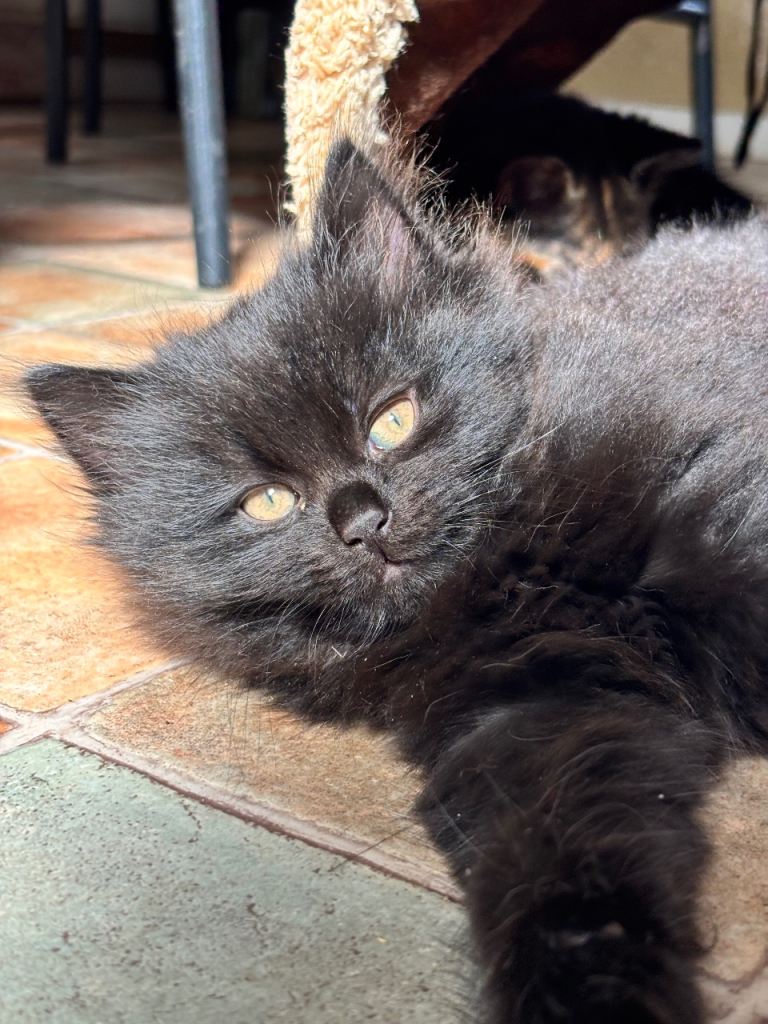 Beautiful Fluffy Loving Kitten Used to Kids and Dogs 8 Weeks Now 