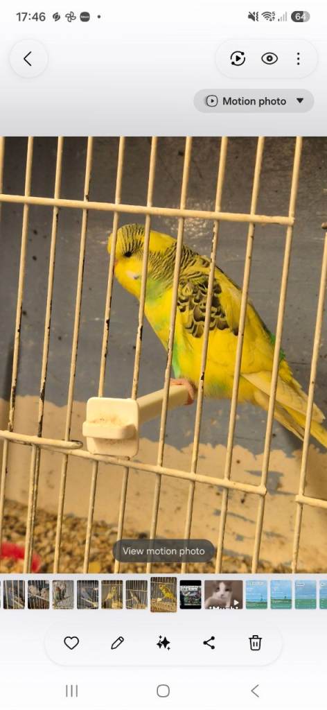 Baby budgies