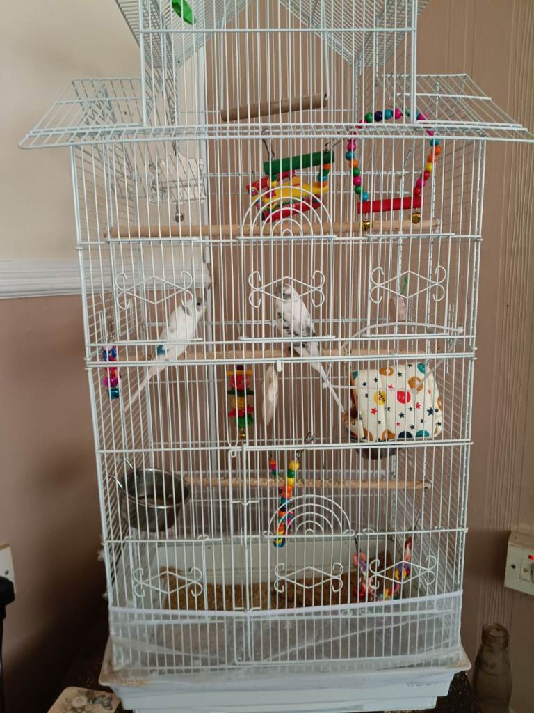 Two beautiful budgies cage