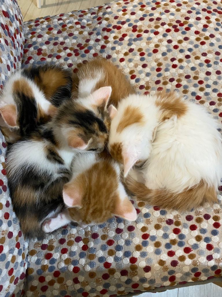 Kittens
