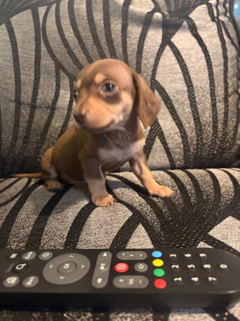 READY NOW Chiweenie puppies Miniature dachshund x chihuahua chocolate and tan boy left xx small